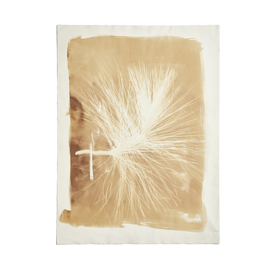 Longleaf Pine Image 1