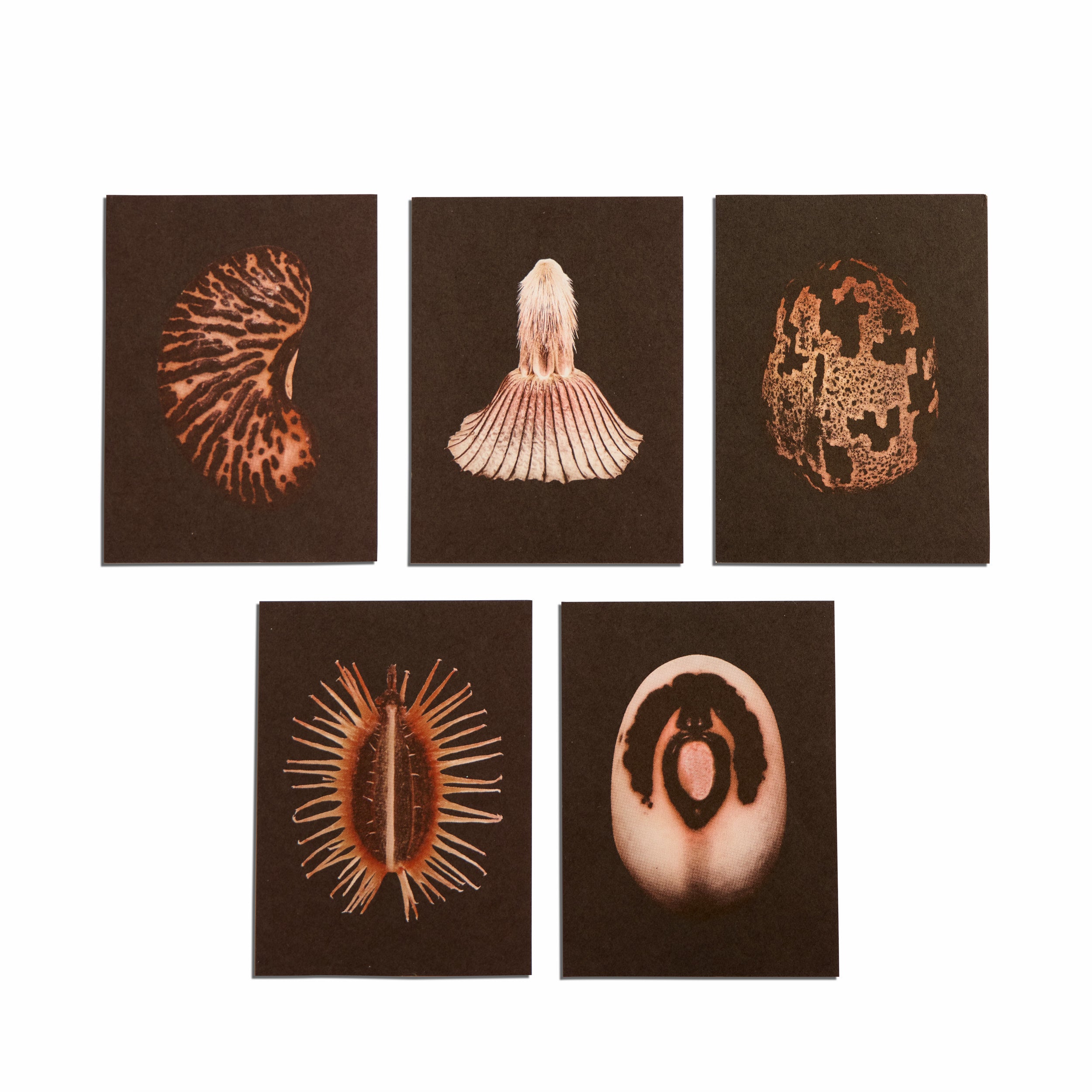 No. 5 Origins Small Print Set Zoom Image 1