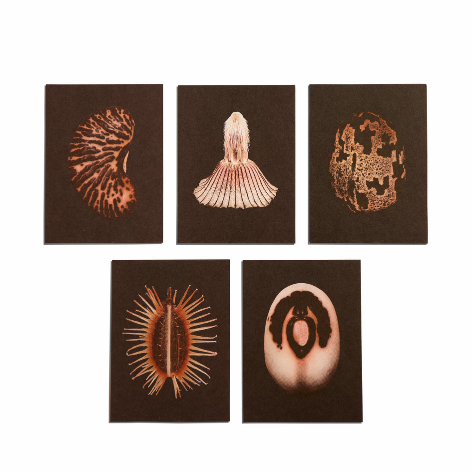 No. 5 Origins Small Print Set Image 1