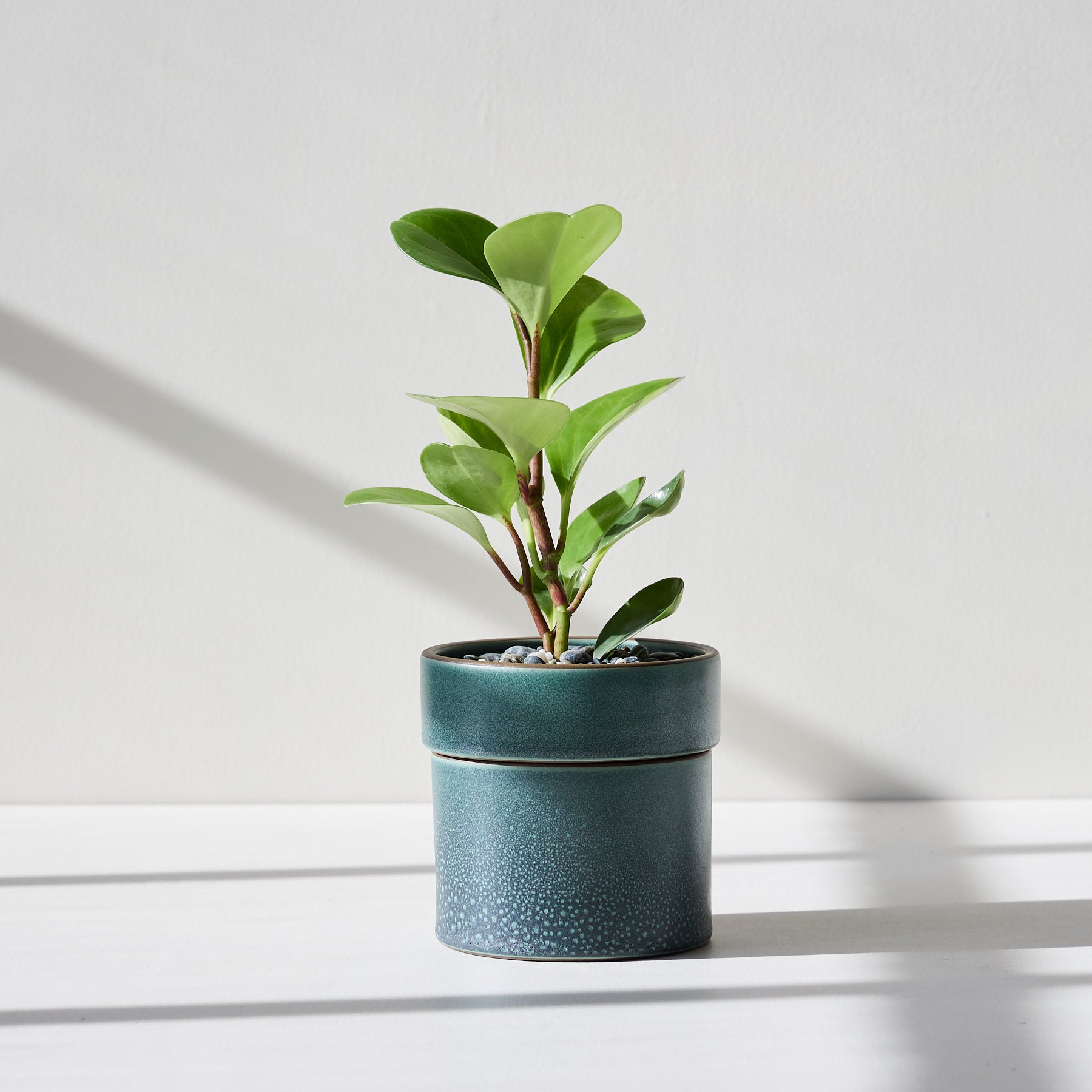 Form 19 Zoom Image 1