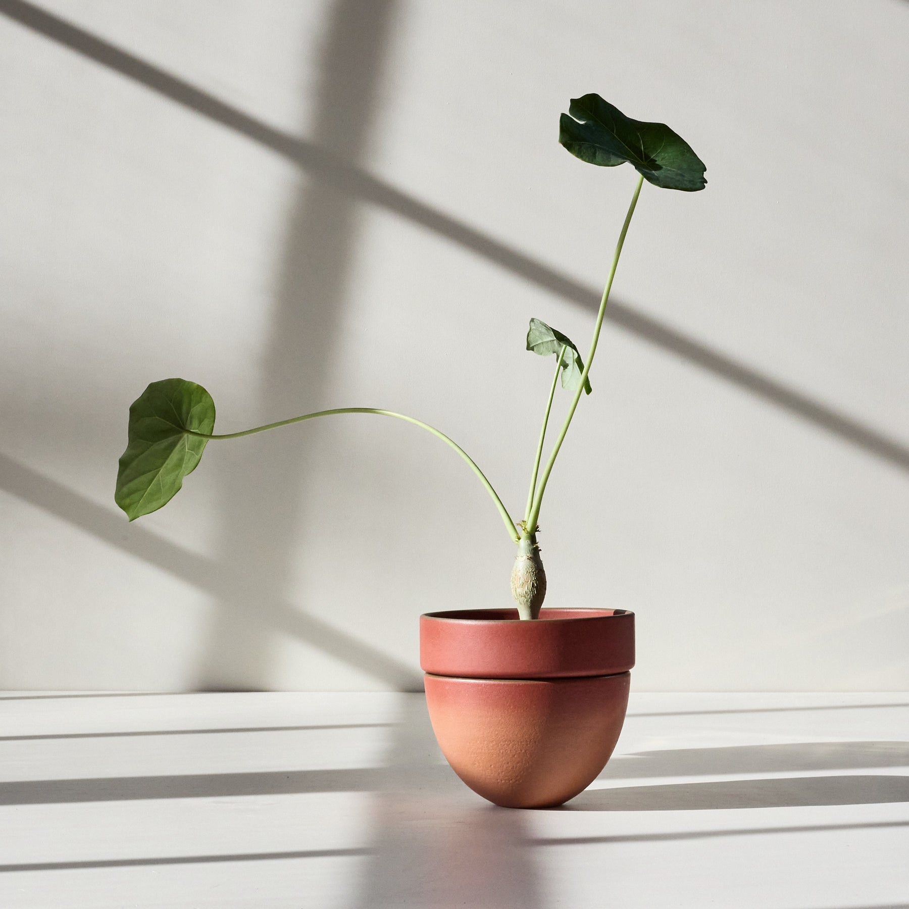 Form 33 Zoom Image 1